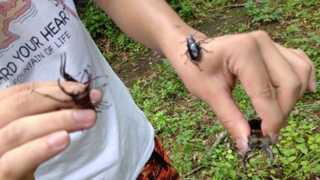 ミヤマクワガタ取れます