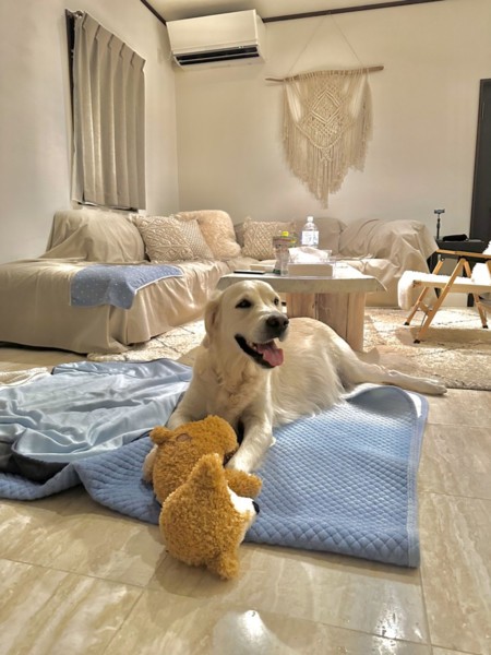 大型犬OK！
