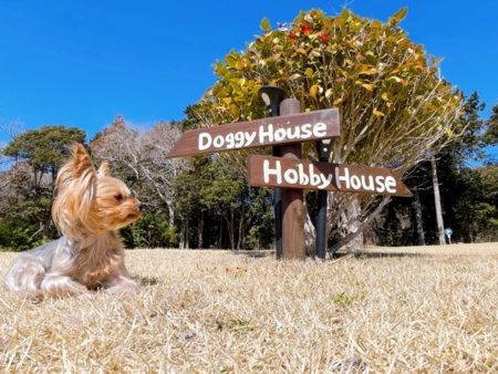 愛犬と一緒に過ごす休日