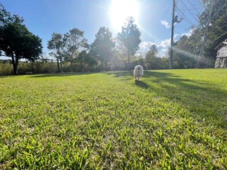 専用ドックランは全面天然芝です