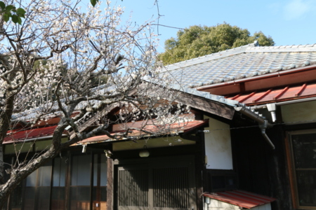 春先には玄関先に梅が咲きます