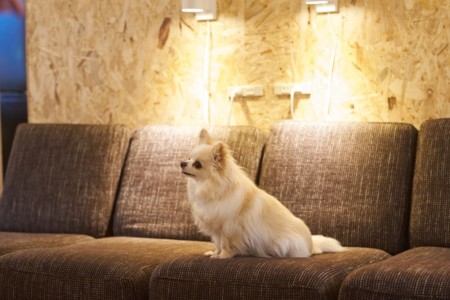 ペットも一緒にお泊まりになれます