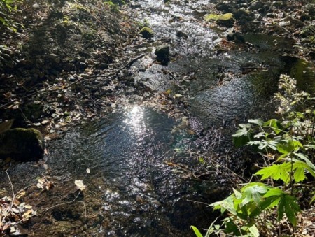 裏庭の小川：ウッドデッキの下