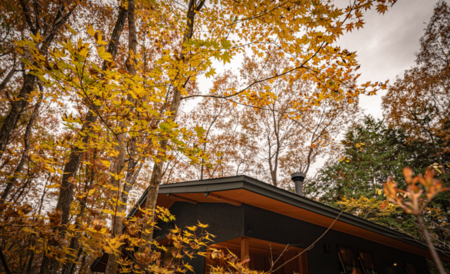 美しい紅葉に包まれる森