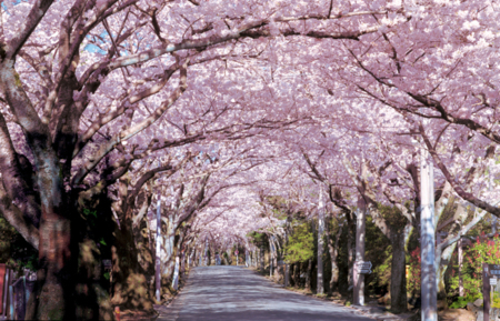🌸春限定！伊豆高原桜並木のトンネル🌸