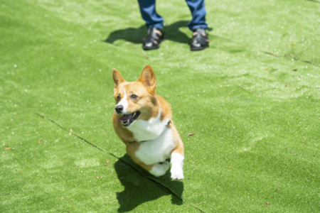 ドッグランで愛犬とお楽しみください。