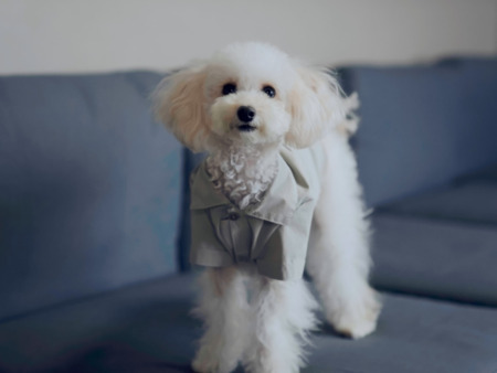 小型犬二匹までご一緒に泊まれます