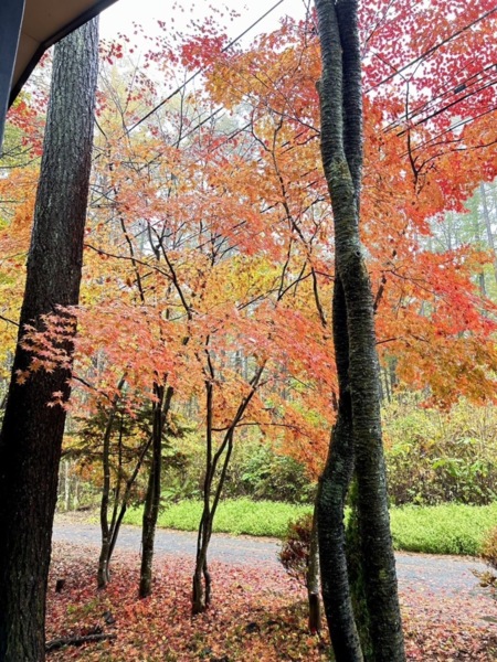 秋はロッジのウッドデッキから紅葉を！