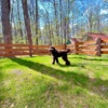 ワンチャンと一緒にロッジのドッグランで