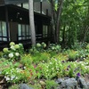 春夏はロッジの周りに花が咲きます