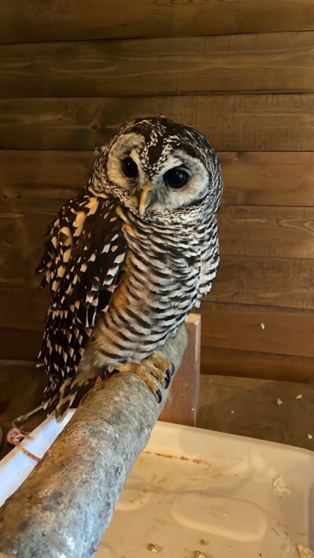 フクロウと泊まれる宿