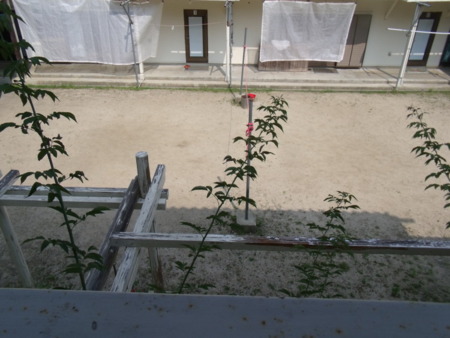 BBQコーナーから見た中庭。