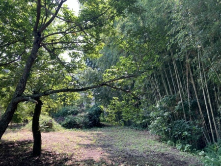 敷地600坪の裏庭と竹林