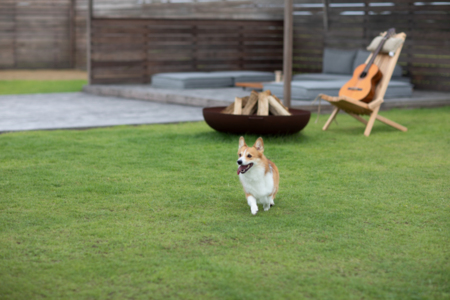 ペットは2匹までは無料です