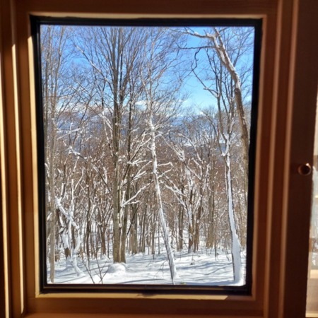 窓越しに東側の森の様子