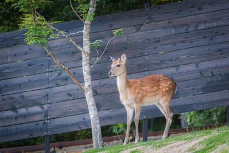 OAK - 1980 fuji yamanakako 写真18