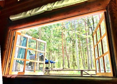 窓には森の緑