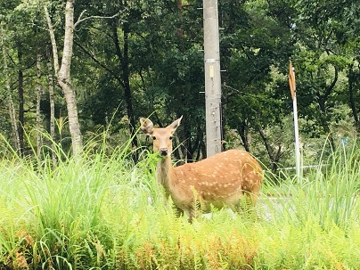 ドライブ中に出会った小鹿