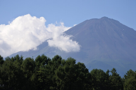 富士山の裾野の森