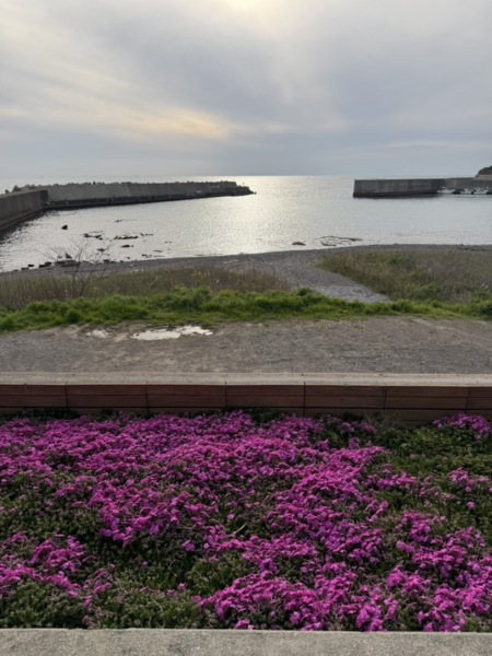 咲き始めた芝桜と目の前の海