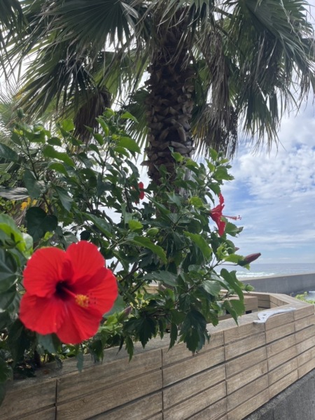 夏空とハイビスカス