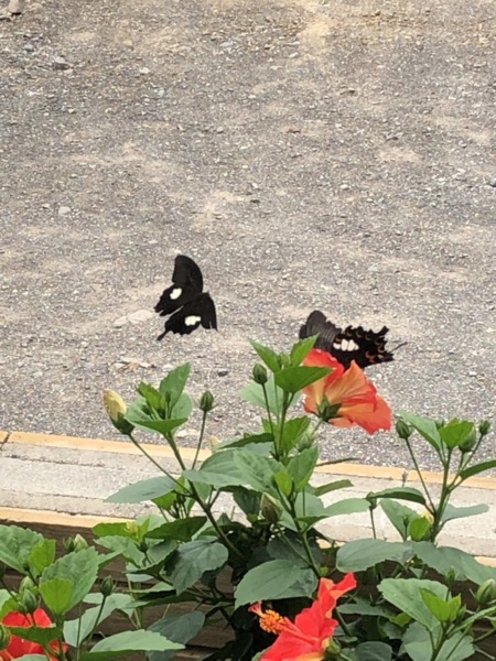 ハイビスカスと蝶