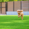 愛犬と過ごす、やわらかな午後