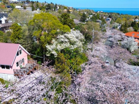 伊豆高原さくら山荘 写真13