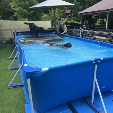 夏はわんこプールを開設しています
