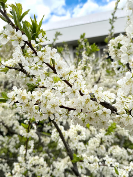 お庭のスモモの花（春頃）